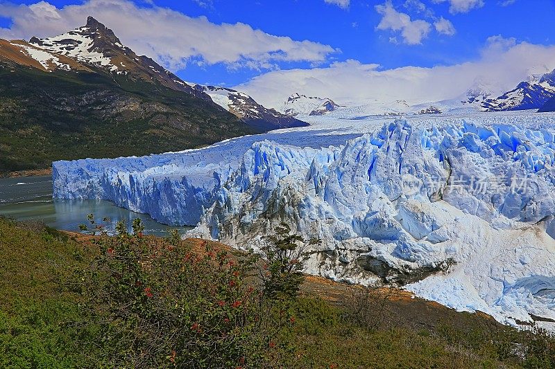 莫雷诺冰川和红色野花，阿根廷湖- El Calafate，巴塔哥尼亚